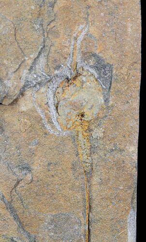 Carpoid (Dendrocystites?) Fossil - Morocco #29257